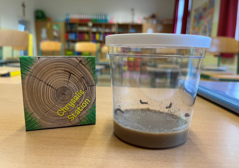 Schmetterlingsprojekt – 3b